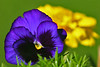 goodhuema > Adams Pond Farm photo
